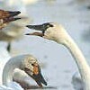 珍客飛来　青森・東北町にアメリカコハクチョウ