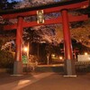 夜桜を見に行ってきた