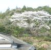 「やまんじょ」桜　今年も満開に