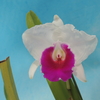 Cattleya quadricolor f.semi-alba 'Sazagua'