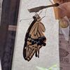 アゲハ４匹目、羽化しました