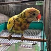 ダルマインコの里親探し1