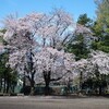 ペア桜