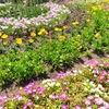 やまぐちフラワーランドの花木風景（23）：山口県柳井市