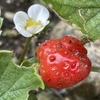 イチゴ植え替え🍓ビオラ間引き🌱秋の花いろいろ❀