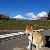 やはり正月からの富士山は格別だ。