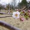 郡山市内某所の桜