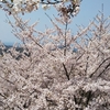 平成最後の花見