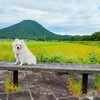 山見ながらお散歩