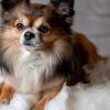 子犬に必要なご飯の量を決めるポイントと食べないときの対処法を伝授！