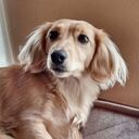 gogosubaruのブログ