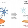 じじぃの「科学夜話・難病・ALSと筋ジストロフィー・運動ニューロンとは？生物のトリビア」