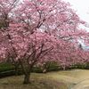 　河津桜満開