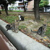  がん薬物療法の今