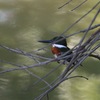 ミドリヤマセミ(Green Kingfisher)に会えました