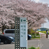 境河岸　桜つづみの桜と、川岸の菜の花群生を撮影しました。