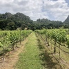 【カオヤイ旅行】GranMonte Vineyard and Winery@カオヤイ