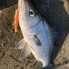 人生で初の磯からヒラスズキ釣り🎣🐟