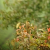 Orange-spotted Bulbul アカボシヒヨドリ（ジャワの鳥その33）