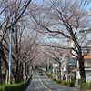 野境道路の桜は三分咲き