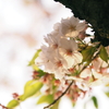 桜舞い散る夕暮れ