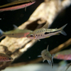 レポリヌス Leporinus sp.