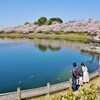 満開の桜・水鏡