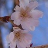 冬桜