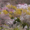 福島の桃源郷・花見山に今年も行ってきました