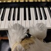 音楽とともに暮らす。シティポップとピアノ。