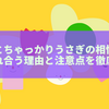 主役体質とちゃっかりうさぎの相性は最高？惹かれ合う理由と注意点を徹底解説