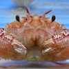 Horsehair crab / ケガニ