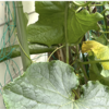 夏野菜　キュウリ11【今日食べる分だけ】