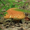 肴ならではの天然きのこ料理　【アカヤマドリ】