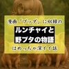 漫画「ブッダ」に収録の「ルンチャイと野ブタの物語」はめっちゃ深イイ話