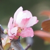 ご近所さんぽ　ご近所の草花