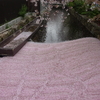 京都の桜（その１）