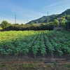 ひまわり🌻畑除草2日目