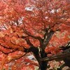 紅葉の鎌倉―円覚寺・東慶寺