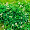 ５月１日