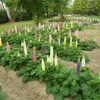 万博公園 春の花 花言葉 その9