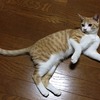 迫り来るねこ