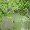 石神井公園（東京都練馬区）