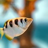 テッポウウオの狙撃の秘密！バイオミメティクスで解き明かす水中射撃の物理学