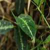 Aglaonema pictum”Padang Campur”from Bukitting【AZ0823-9】