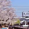 桜と東武電車10000型　浅草公園のソメイヨシノをチラッと