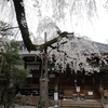 忍者寺(妙立寺)の枝垂れ桜