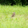 地面に下りたチョウゲンボウを堪能