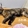もなちゃん観察。