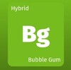 大麻の種類 Bubble Gum バブルガム